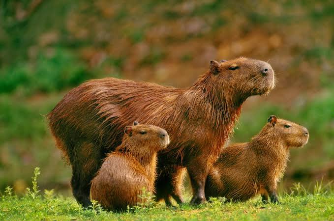 Capivara atração gratuita em São Paulo
