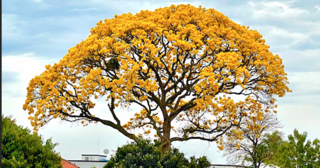 Exposição interativa sobre árvores de São Paulo com elementos de realidade aumentada e fotografias de grande formato.