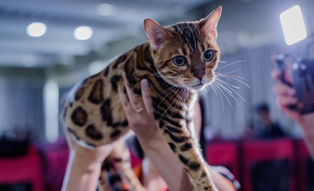 Cães e gatos em exposição no Cine Theatro Carlos Gomes durante a 2ª Exposição Internacional do CNF em Santo André.