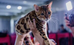 Cães e gatos em exposição no Cine Theatro Carlos Gomes durante a 2ª Exposição Internacional do CNF em Santo André.