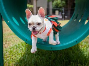 A inauguração do novo espaço pet em São Paulo, com cães brincando e pessoas se divertindo ao som de música ao vivo.